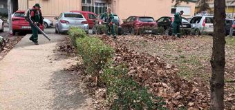 JKP „Gradsko zelenilo“ Novi Sad: Na Bulevaru Evrope posađeno 38 jasenova, u toku generalno sređivanje novosadskih parkova