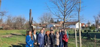 JKP „Gradsko zelenilo“ Novi Sad: U 47 mesnih zajednica na teritoriji Novog Sada posađeno 47 koprivića
