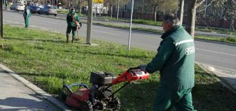 JKP „Gradsko zelenilo“ Novi Sad: Nastavljena sanacija i zaštita drveća: Lekoviti tretmani i „plombe“ i za dva koprivića u Molinarijevom parku